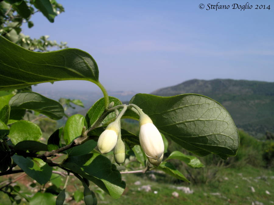 Styrax officinalis / Storace